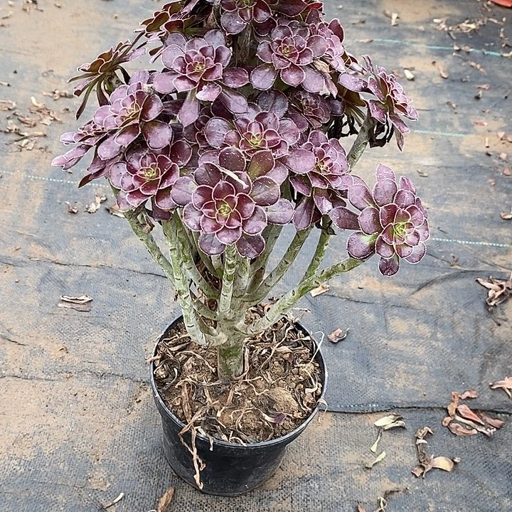 黑法13多肉植物法师法师