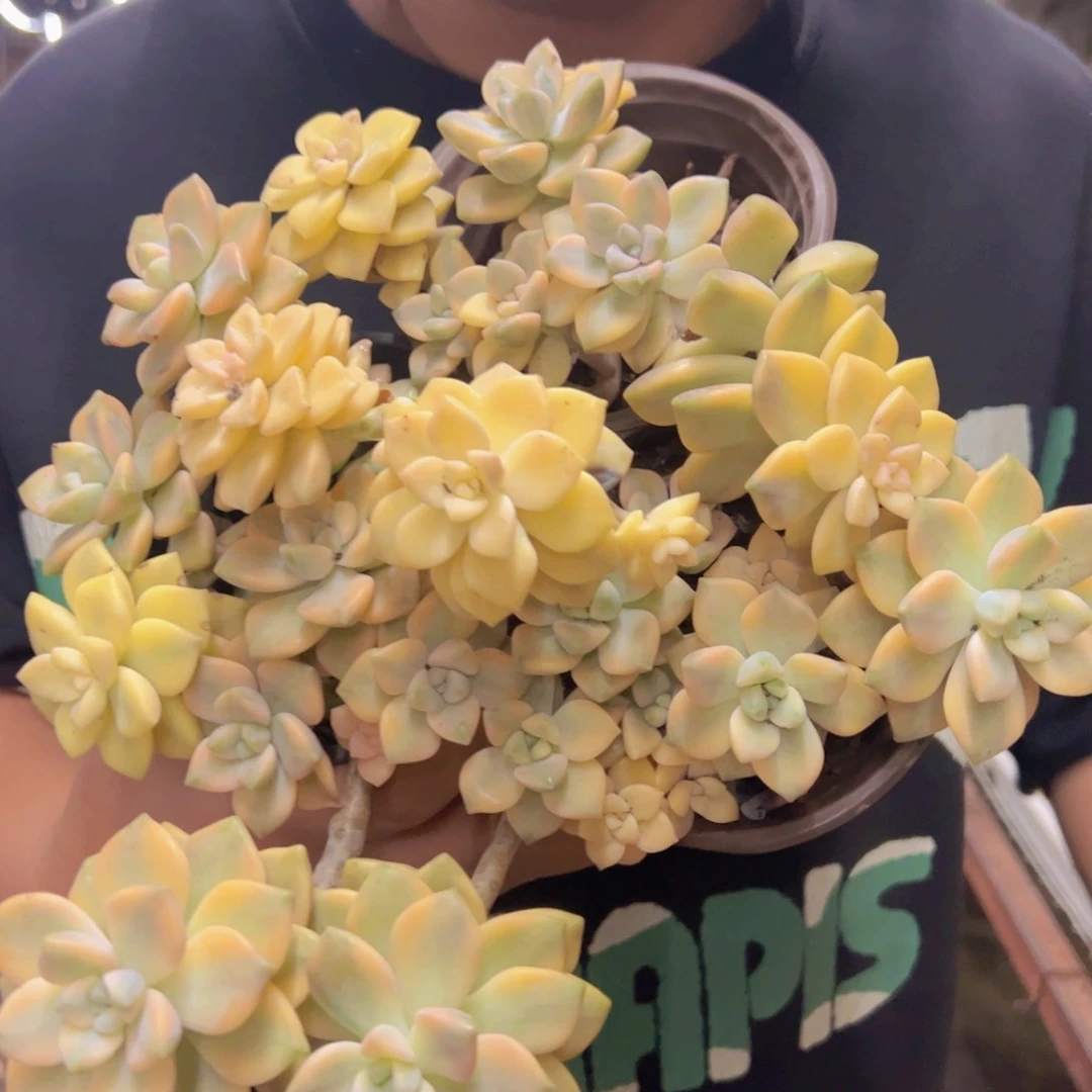 美杏锦整装整群三盆