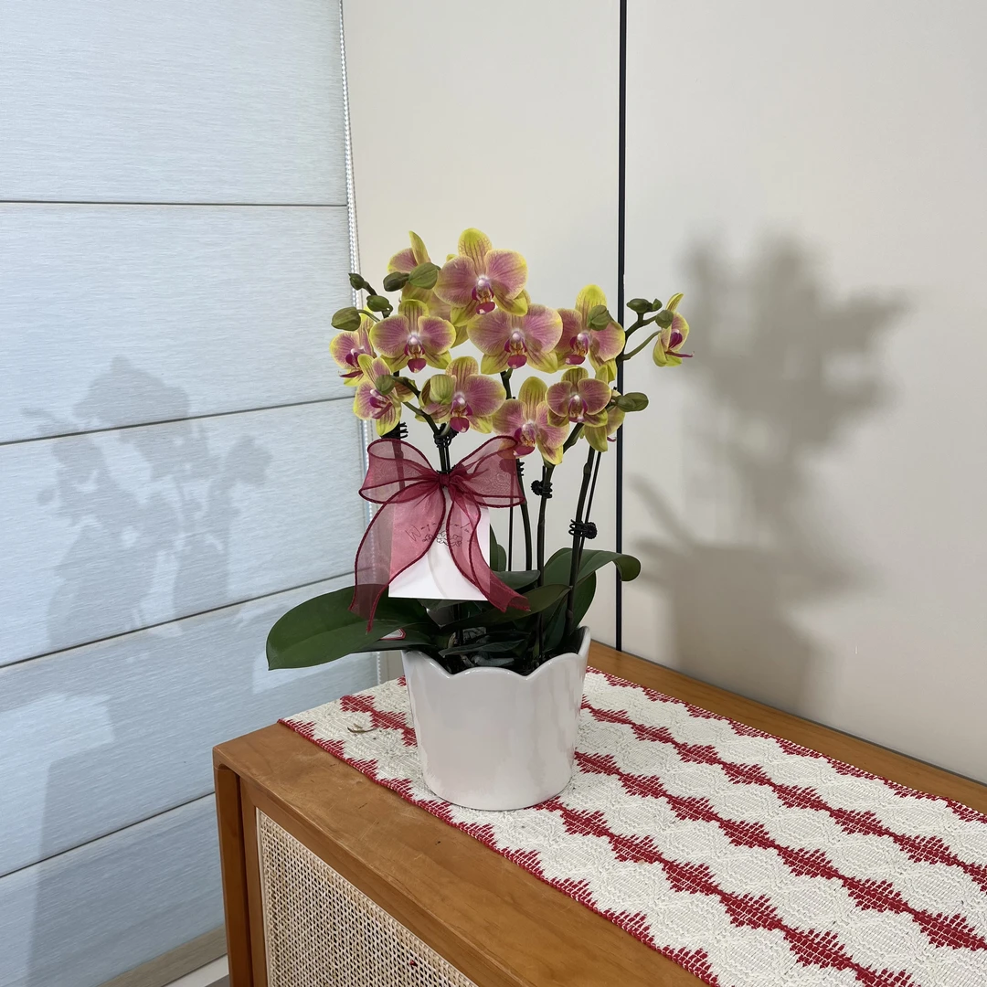 【黄金果】黄粉色治愈系蝴蝶兰 室内懒人绿植花 源头基地