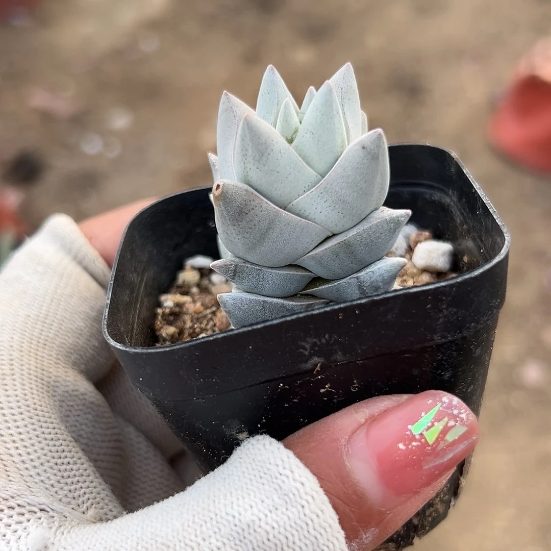 多肉植物多肉植物