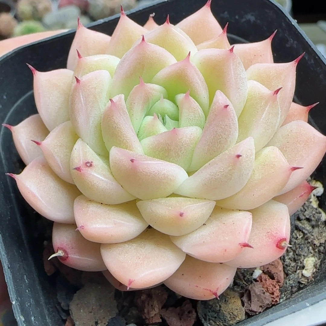 花语逸镜0224-331