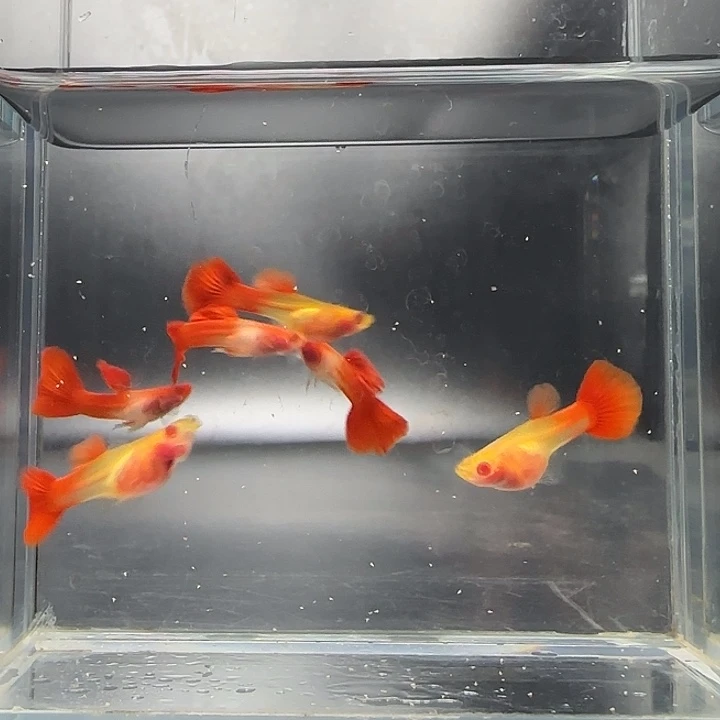 孔雀鱼艾尔银红尾玻璃3对