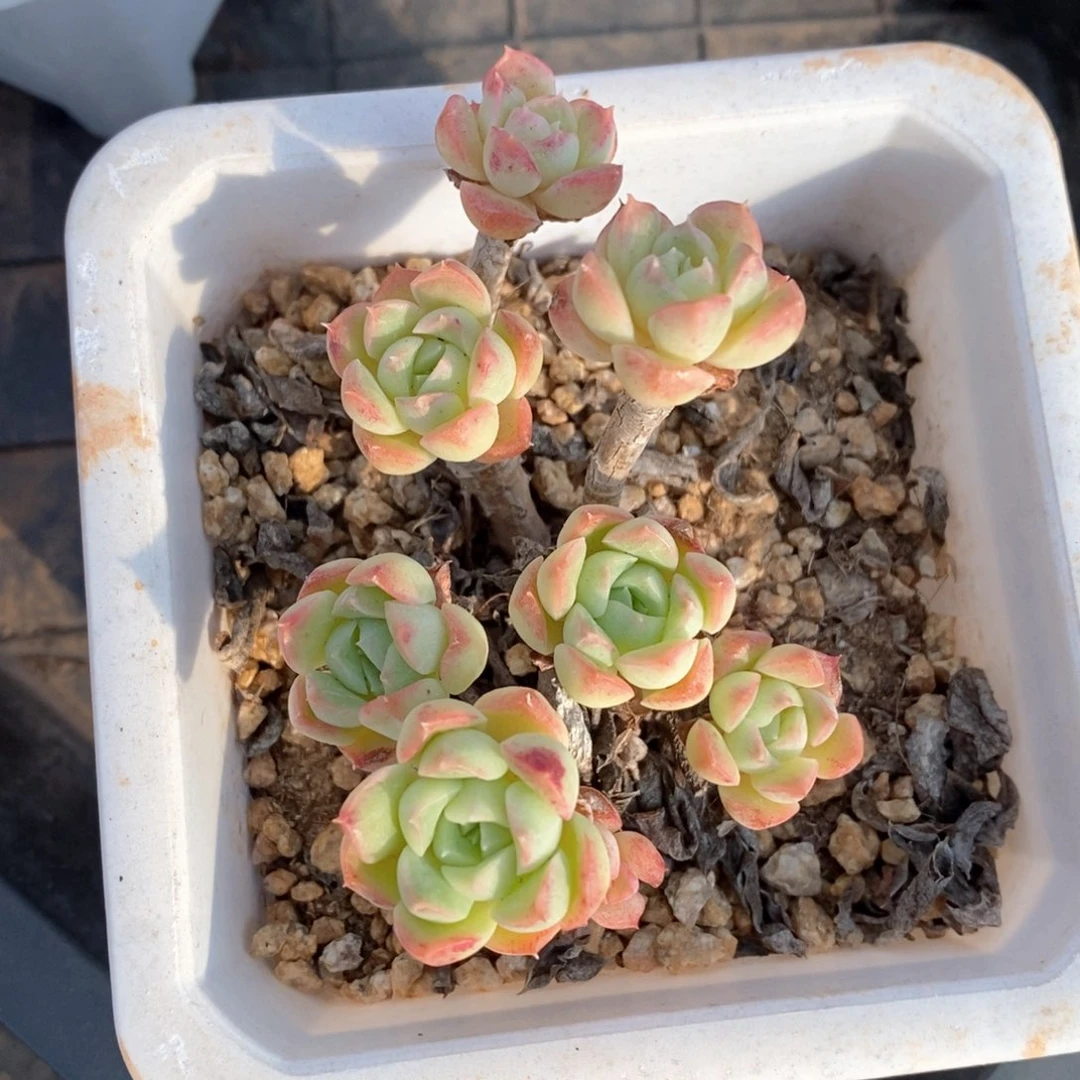 精品多肉一物一拍72