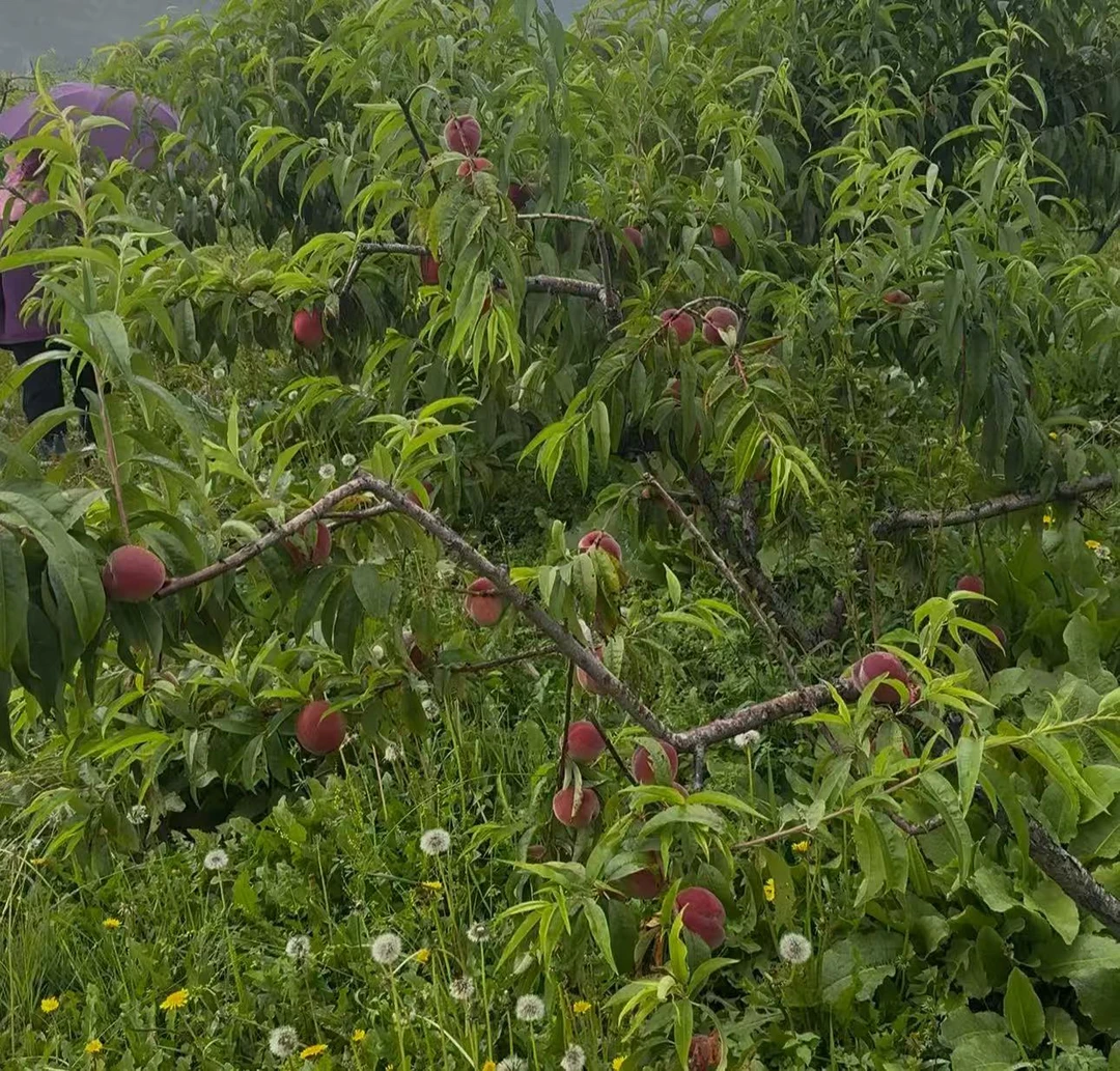 郎拉家的桃果园 华硕 5斤