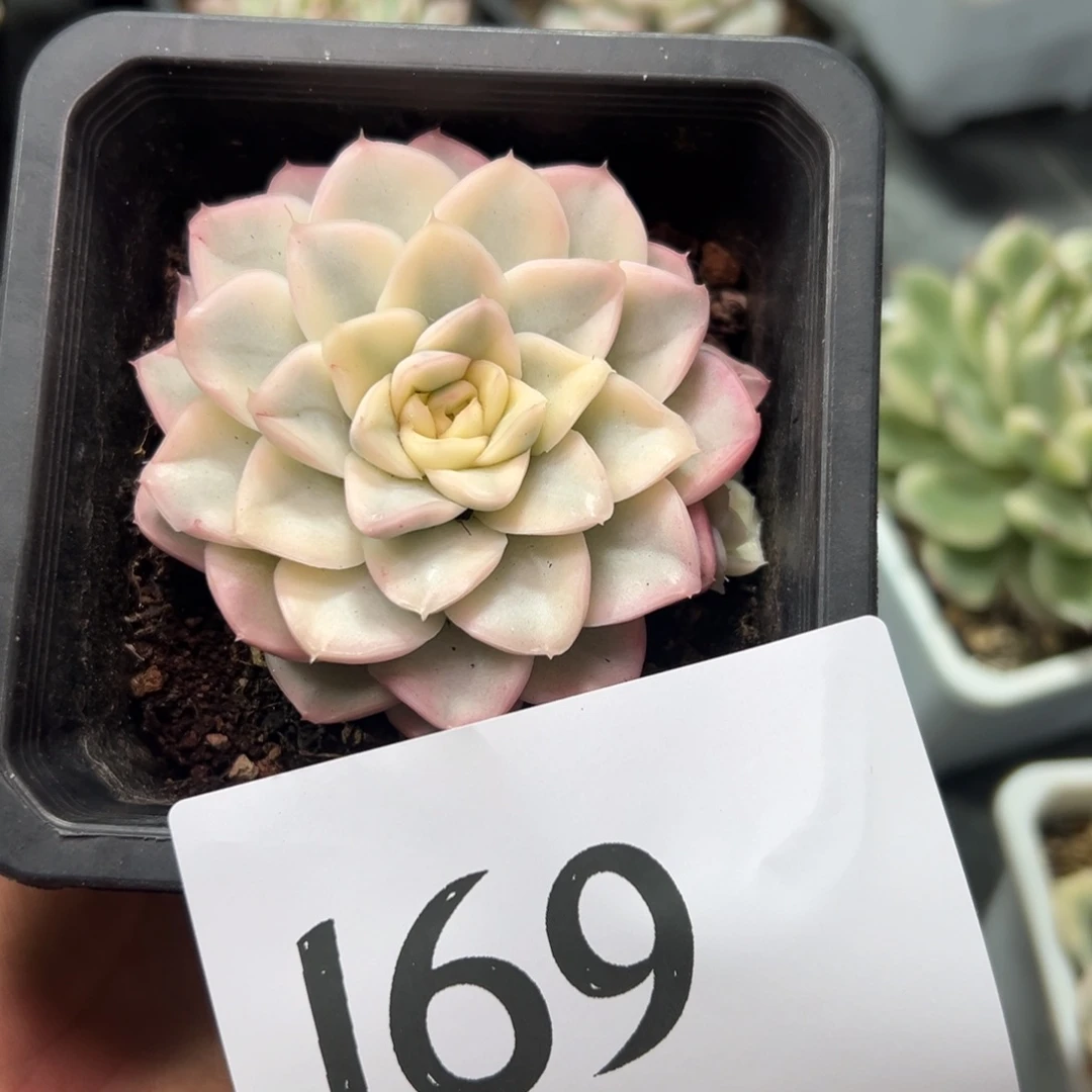 瓶***若169、多单独反反复复法国