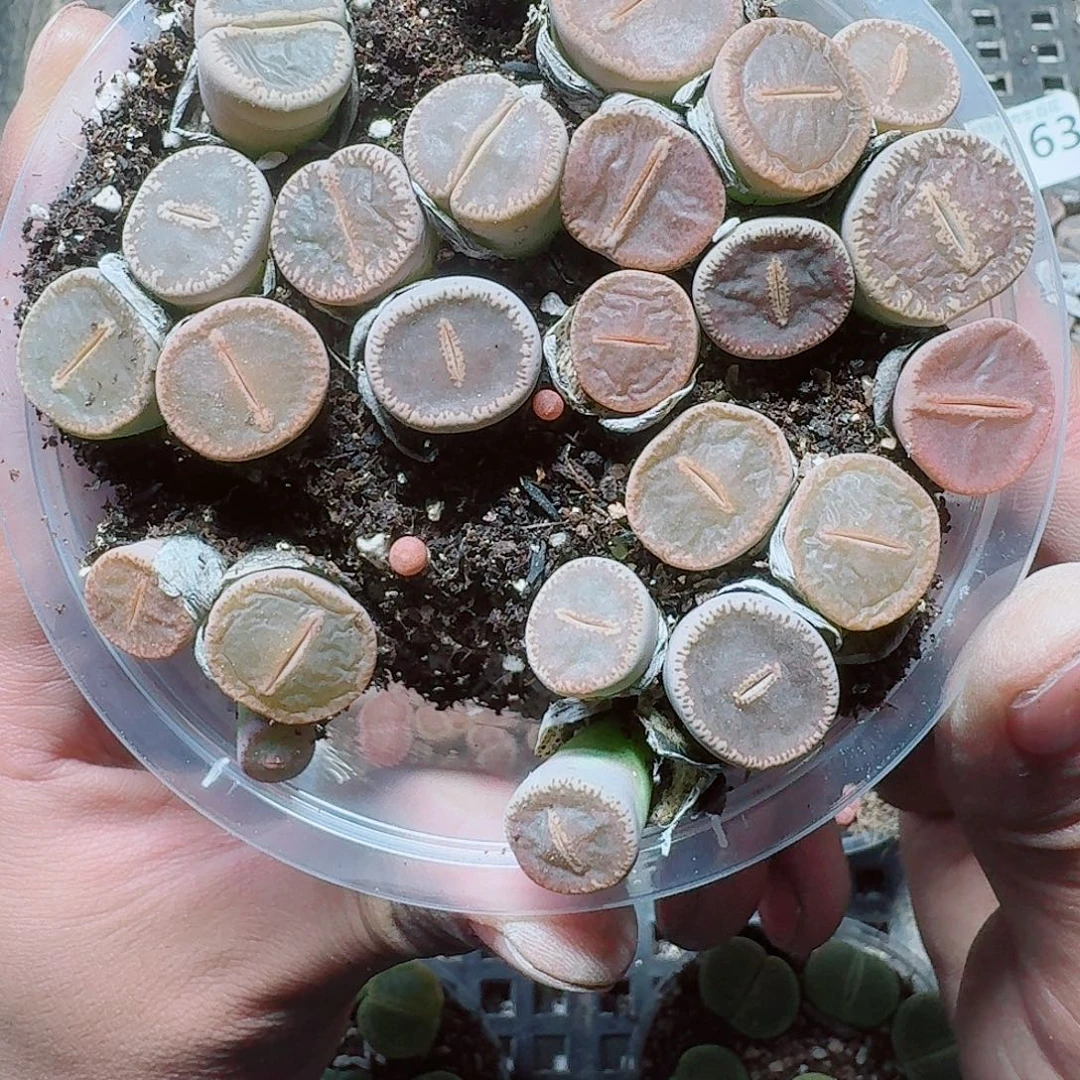 161 多肉植物多肉植物