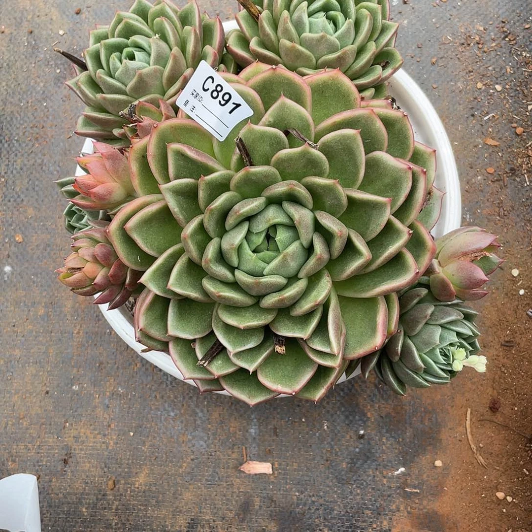 若如东云单拍C891