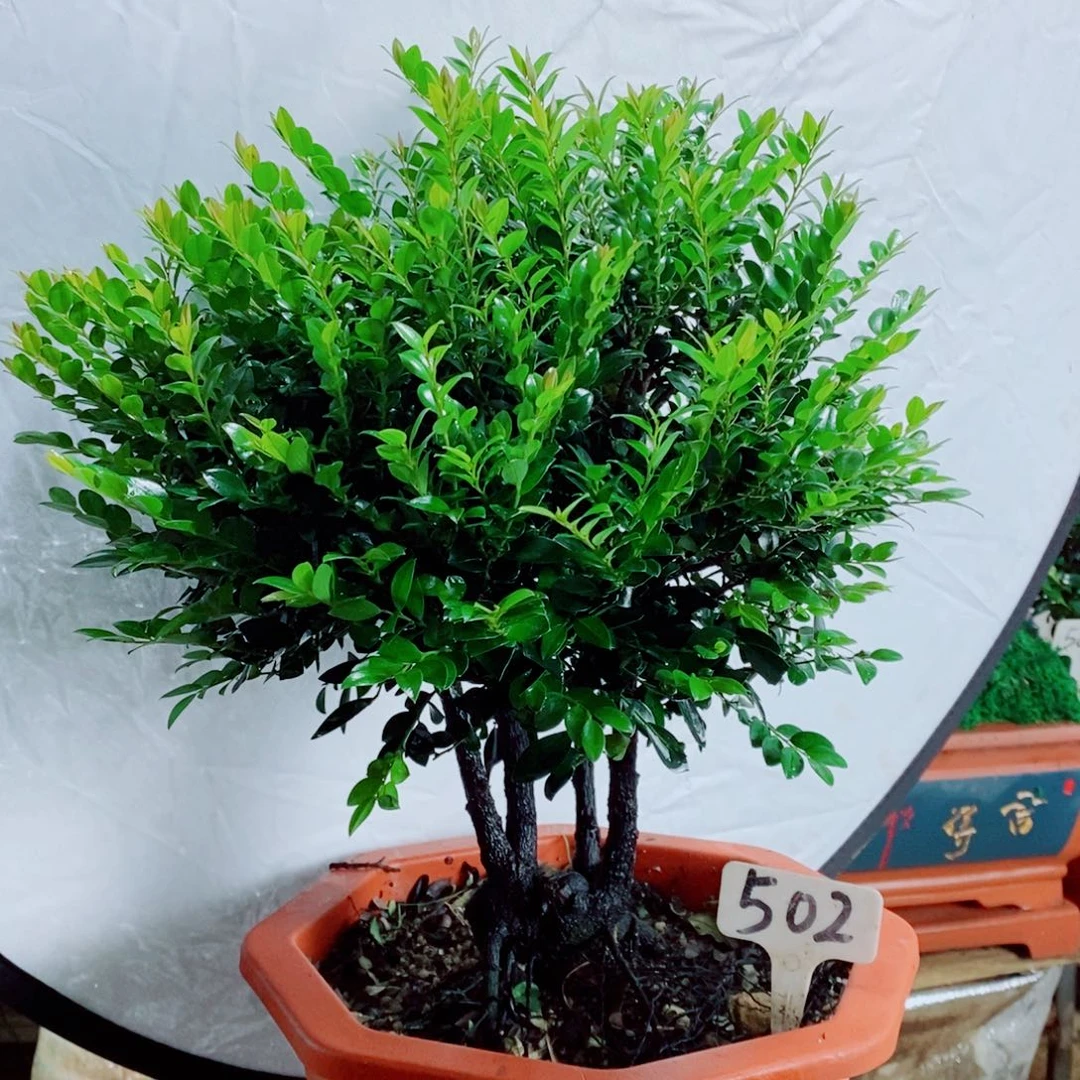 强***。完全开放小叶紫檀502