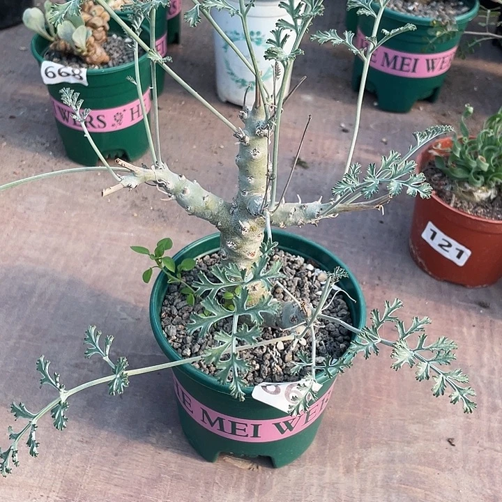 869沉香鹿茸杨葵块根