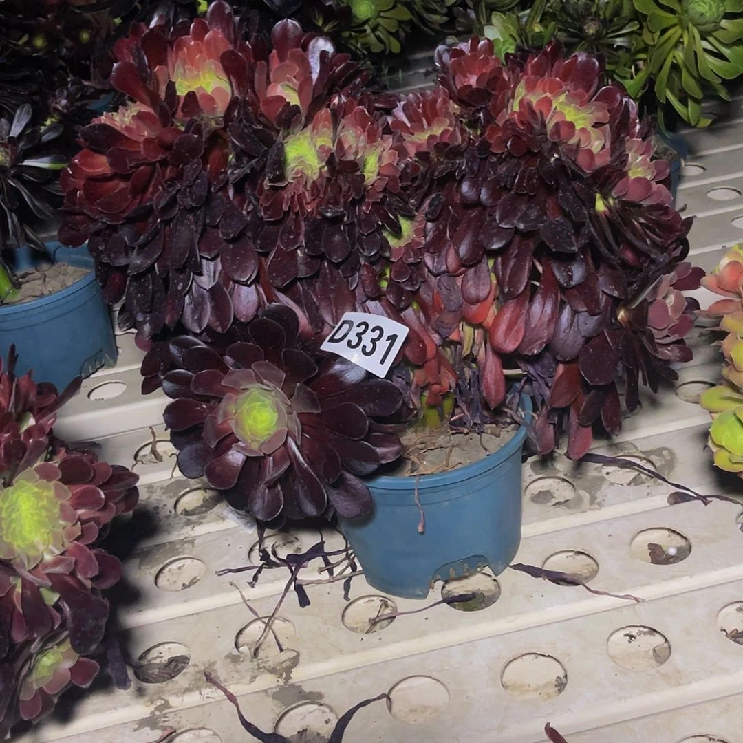 欧紫法师7—16包邮