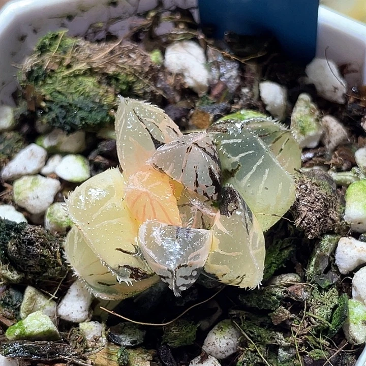 687粉黛锦特选福利