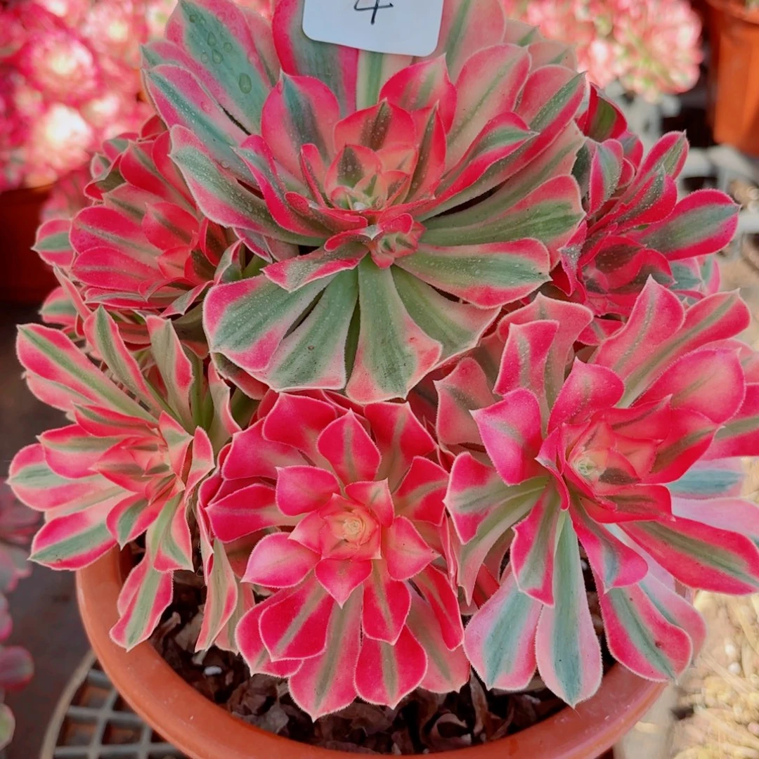 一物一拍多肉法师04