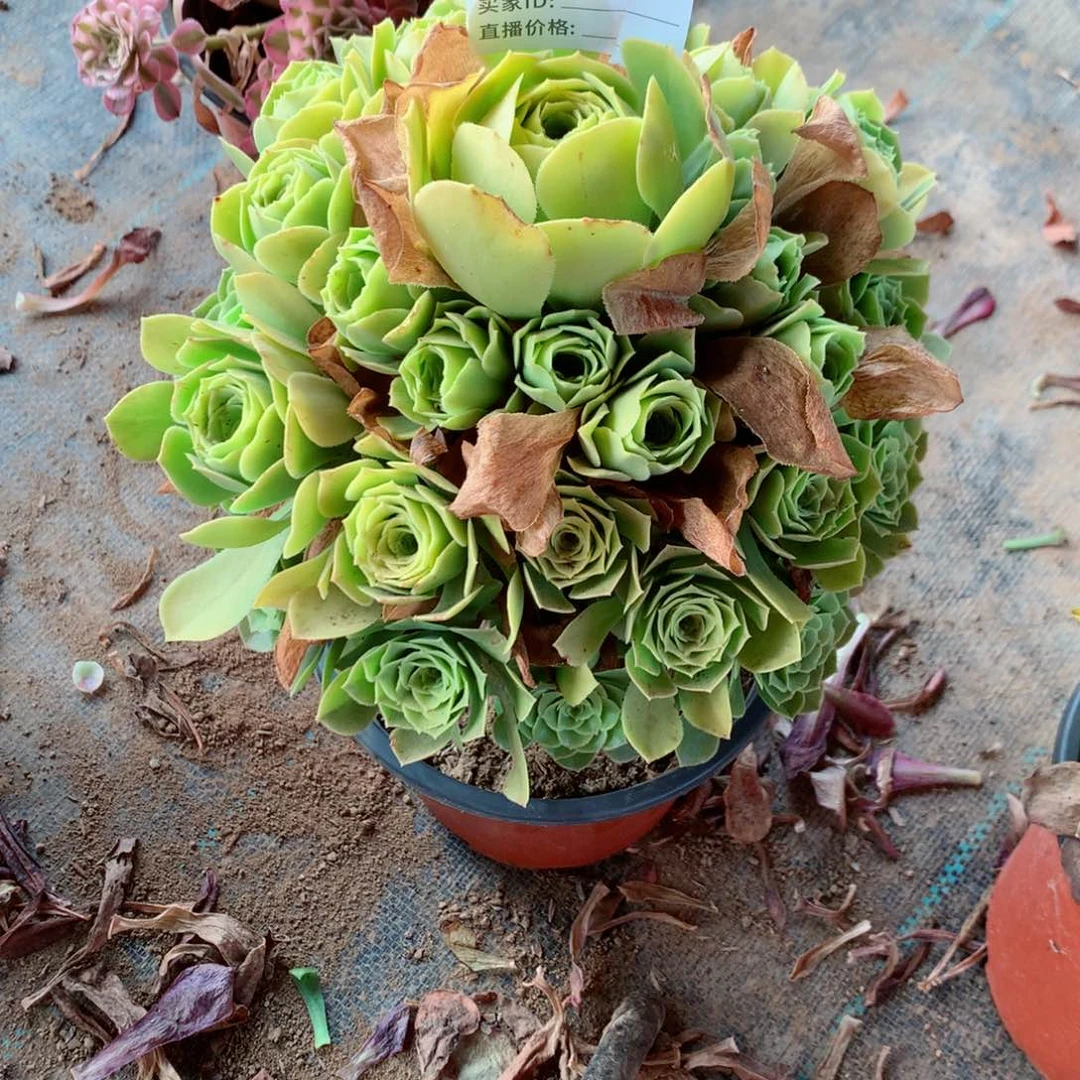 简*绿玫瑰法师多肉103