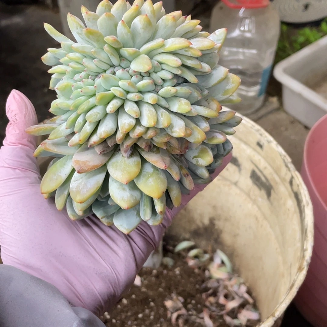 瑕疵-多肉星影缀化一个