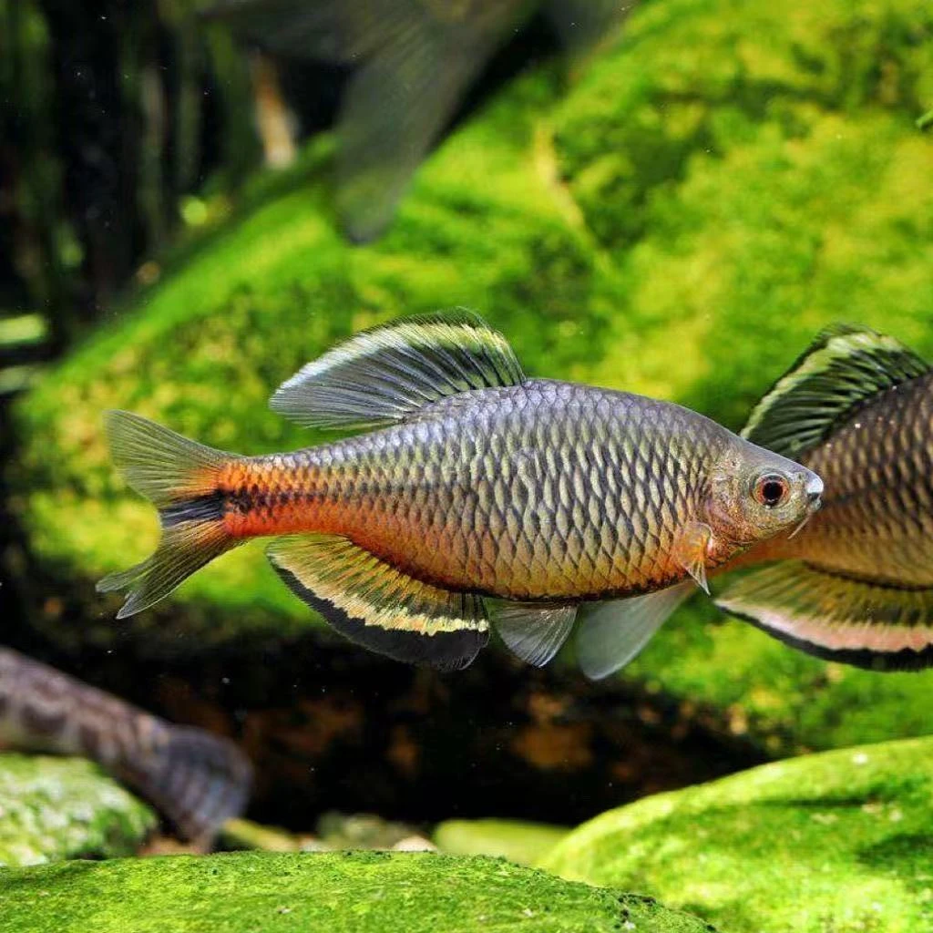 （冷水鱼）齐氏鳑鲏广东鲤科冷水原生稀有观赏鱼好养耐活鳑鲏鱼小鱼