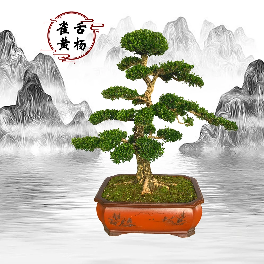 【306号】迎客松客厅绿植大盆栽黄杨树盆景耐寒不落叶植物四季常青