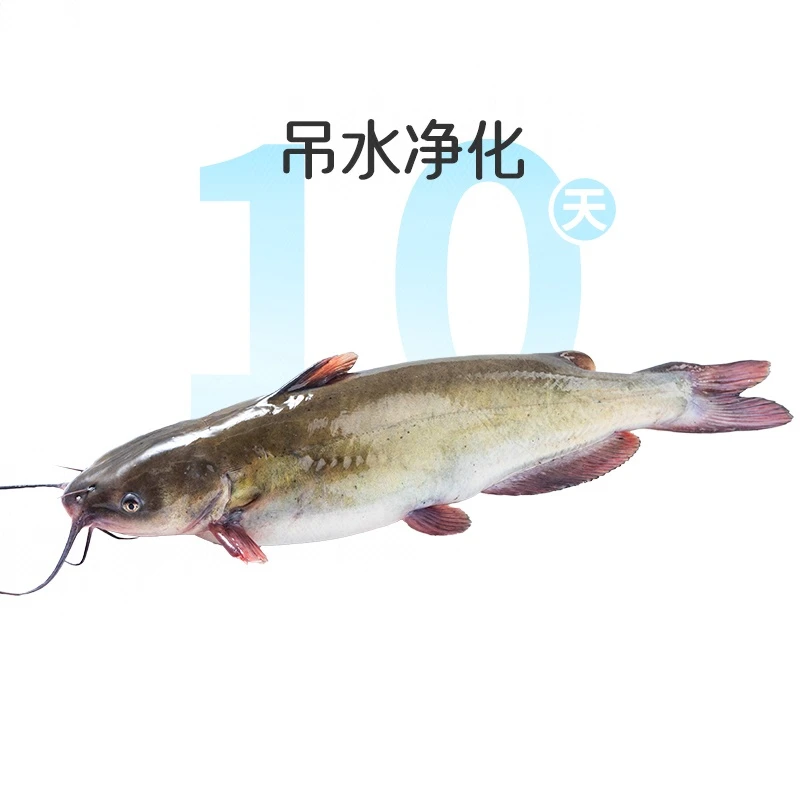 鲜活光明吊水斑点叉尾鮰1条 约800g