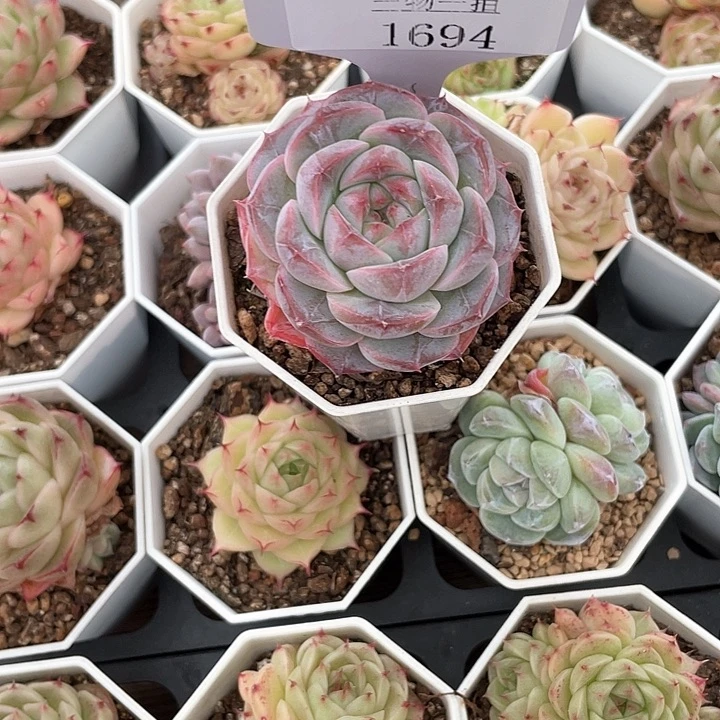 薇薇安园艺多肉1694