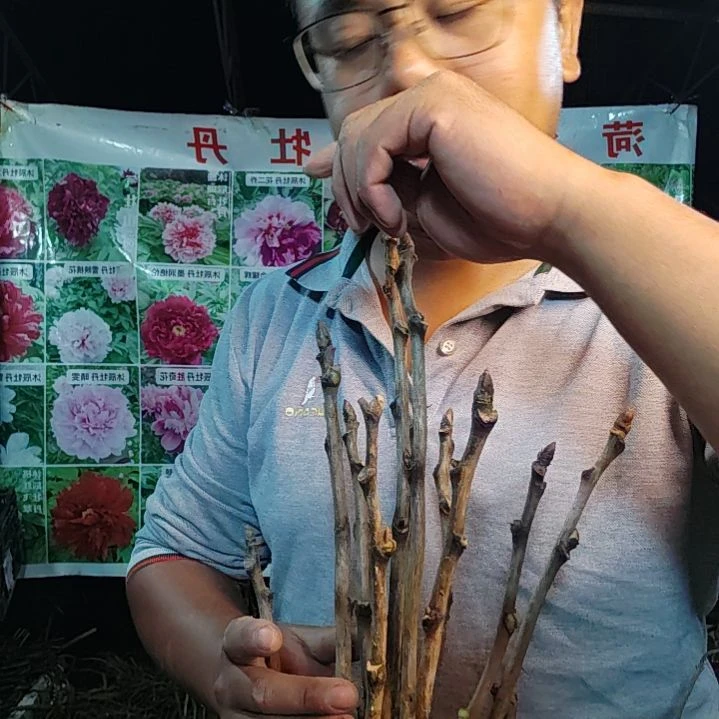 当前无花栽培后可以开花紫蓝魁.......