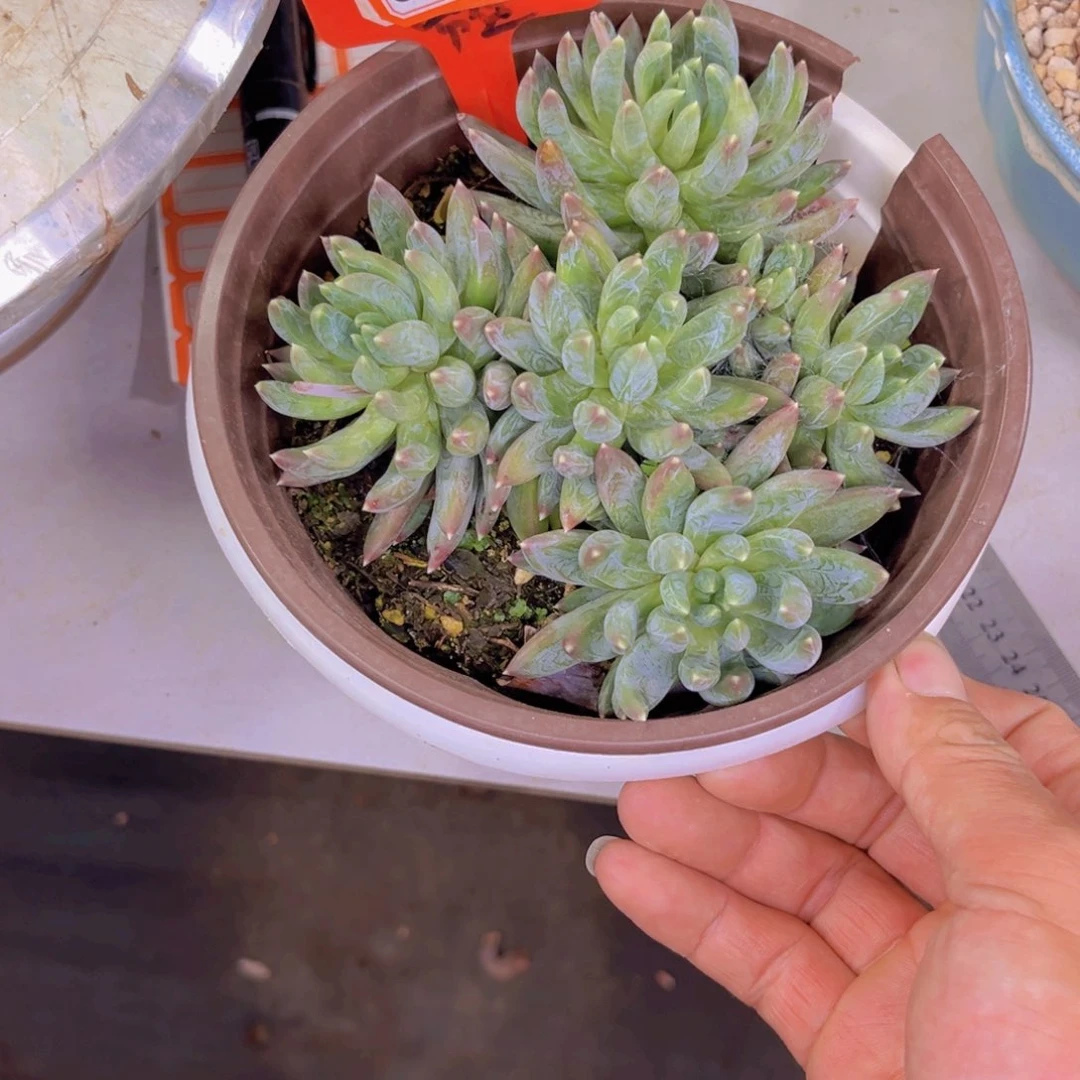 ?****精炫彩心04多肉植物