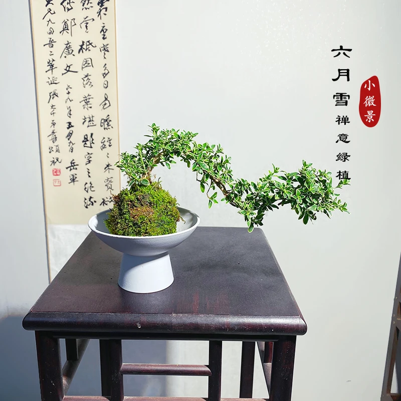【悬崖金边六月雪】苔藓球新中式窗台景观艺术绿植室内