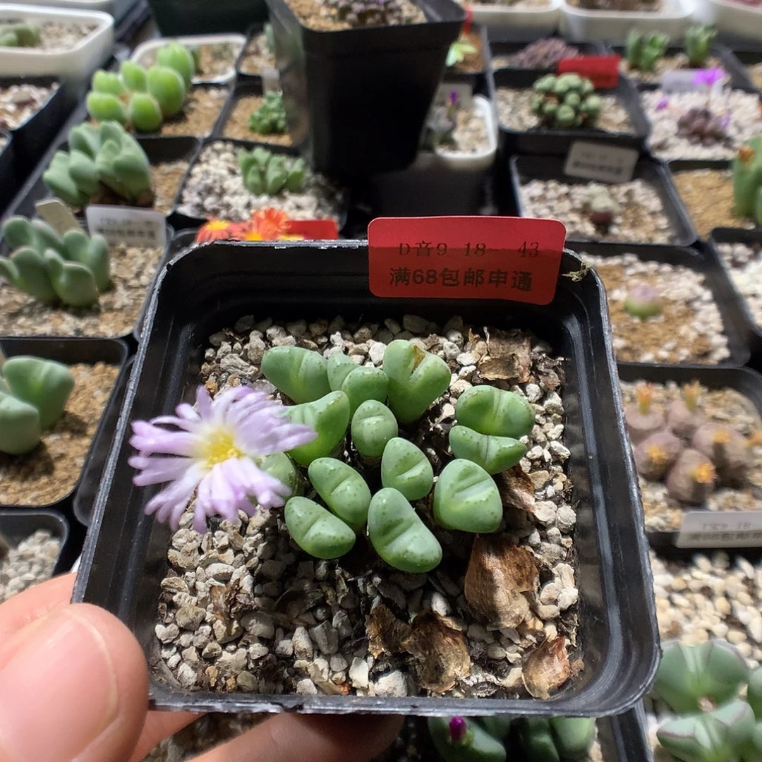 9-18-43       粉花小锥