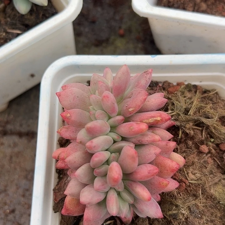 桃花源缀一物一拍