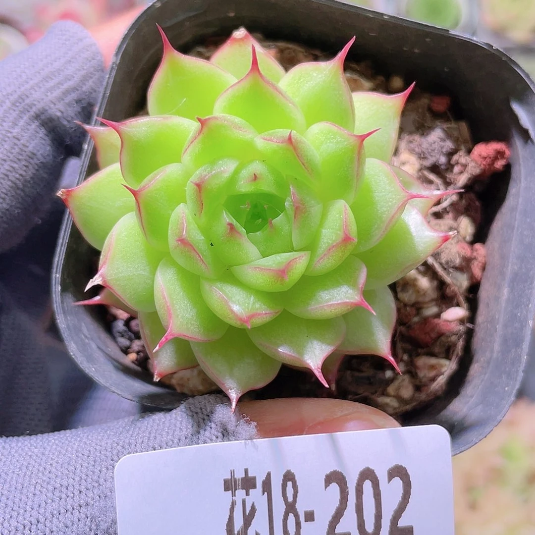 花利美18-202海王