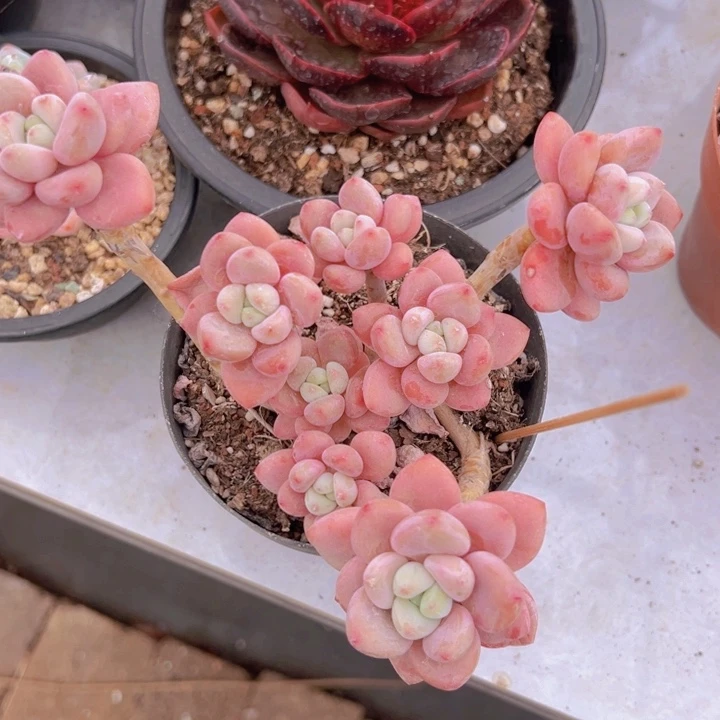 健健康康平平安安