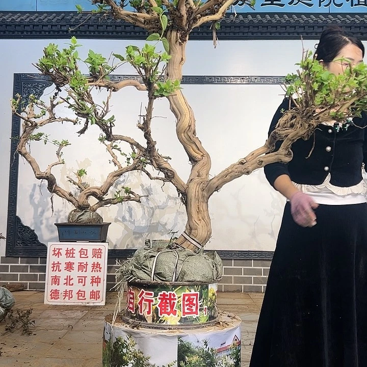 完全开放金银花88888