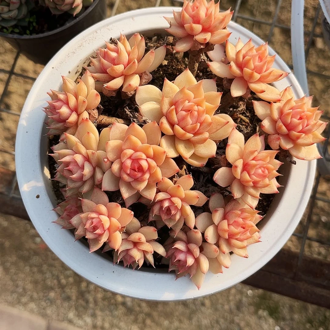 爱***猫134多肉植物提取萃取提取成分