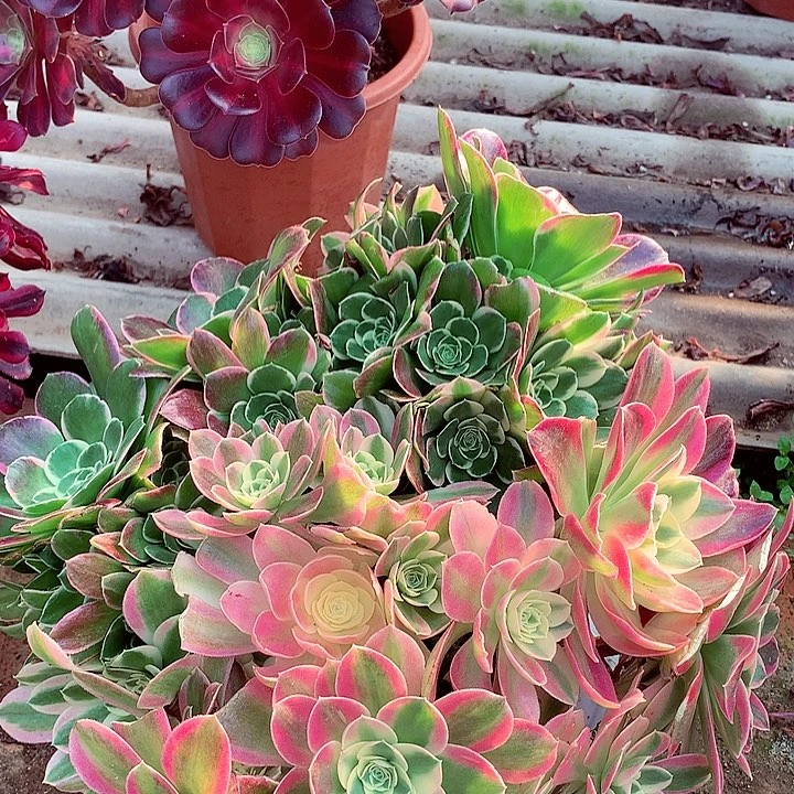 阴阳脸白凤，多肉植物