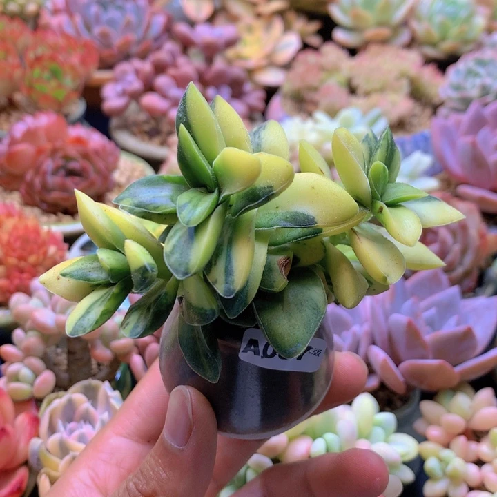 一物一拍含盆土满38包邮A087