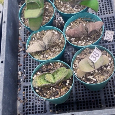 381卧牛一物一图如图