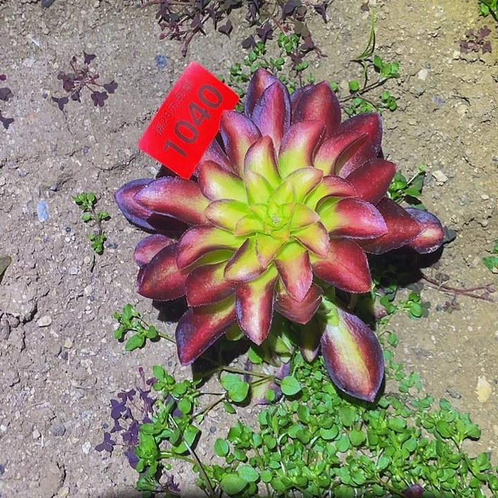1040韶华生日植物