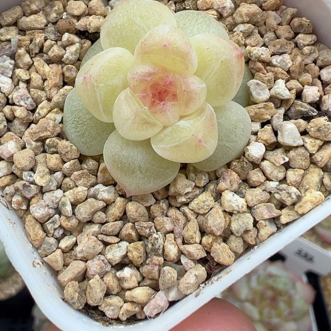 503号鱼柒财富密码