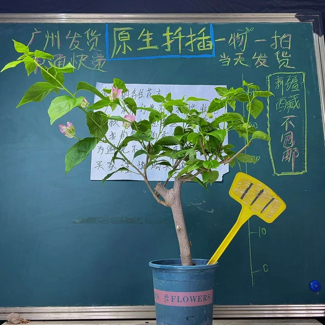 当前无花栽培后可以开花 口红 粗杆 111