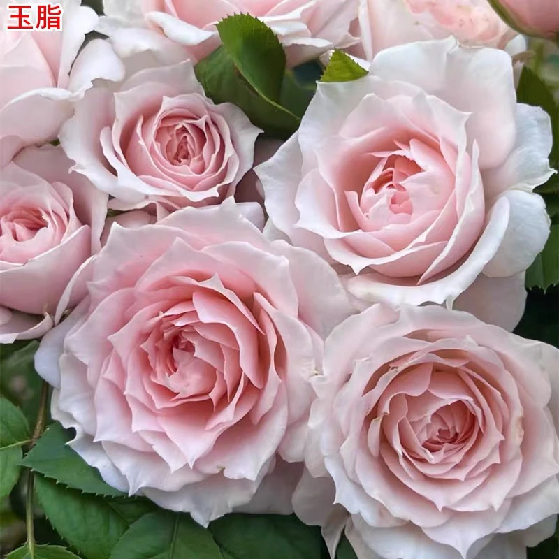 【新疆包邮】高度30cm左右桌面款玫瑰月季盆栽四季庭院阳台花卉