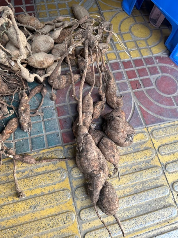 老鼠拉冬瓜药材名字 新鲜老鼠拉冬瓜250克一份 包邮