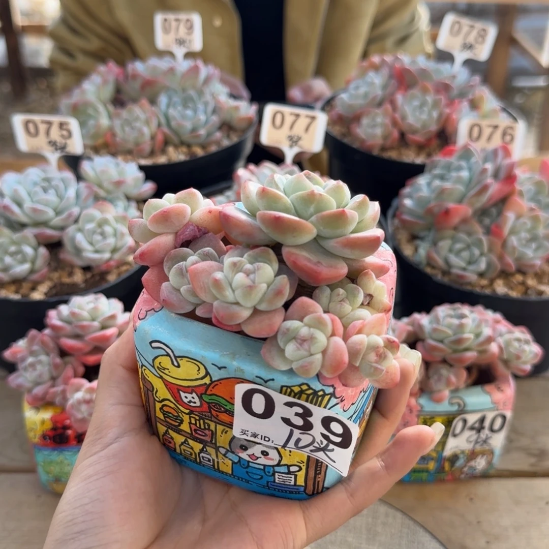 039号冰玉精控老桩9头