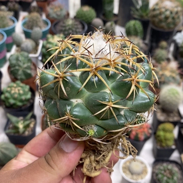 实生天丝象牙特价