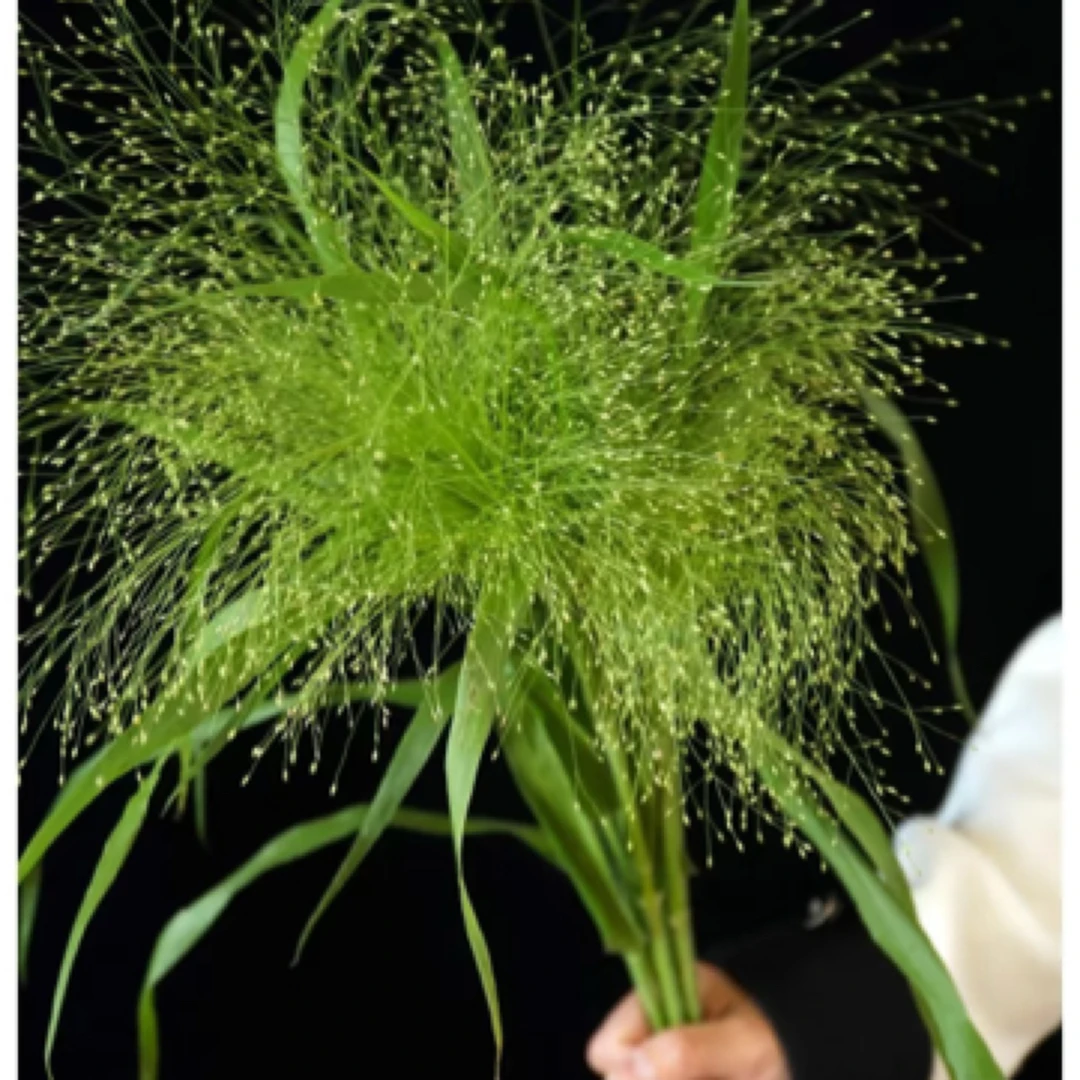 【只发新疆】喷泉草一把若干枝