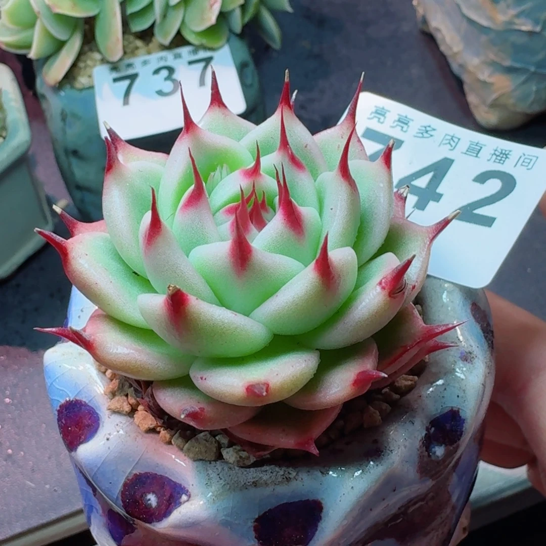 托斯卡           精美多肉