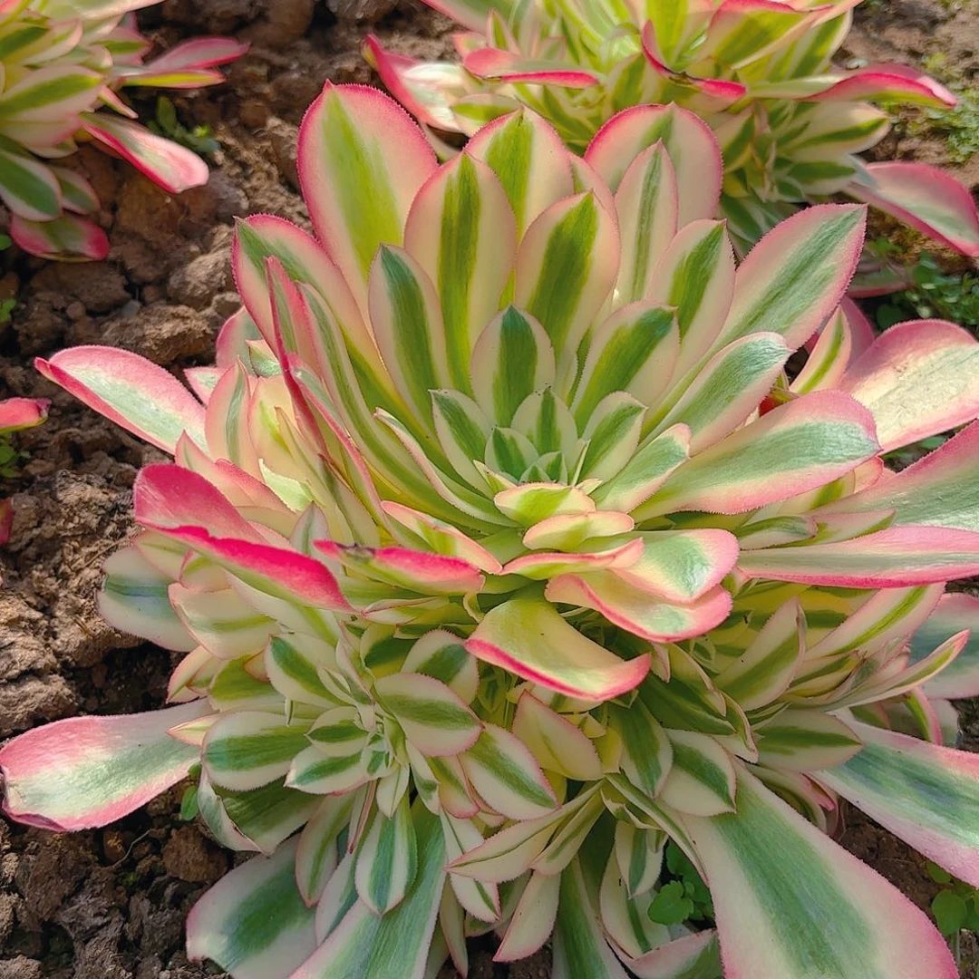 女巫手捧多肉植物