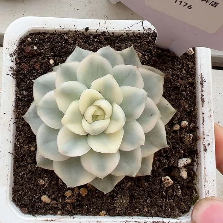 1176号雪鸢锦多肉