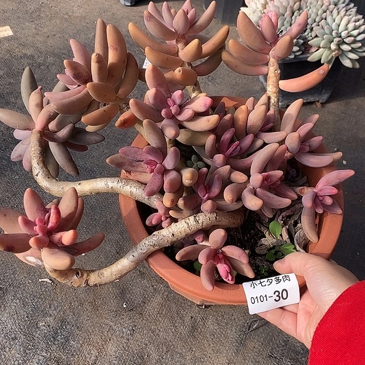 敏***姐小七夕多肉红手指30