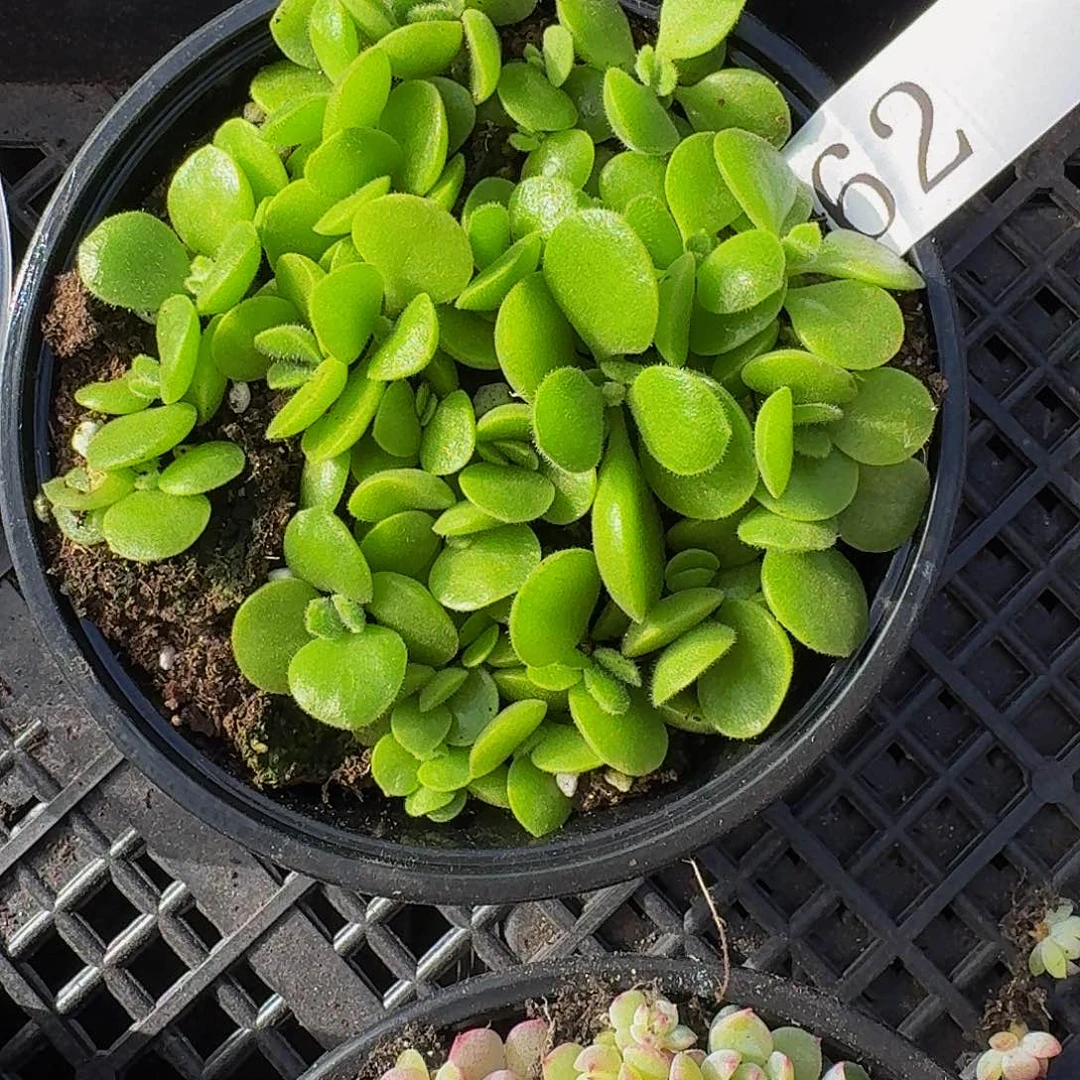 多肉植物多肉植物62