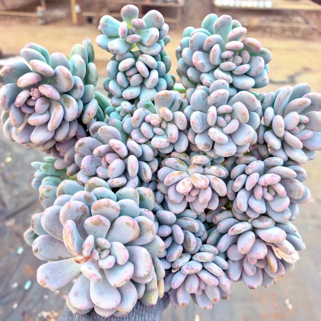 【香香雪】 多肉植物 绿植盆栽