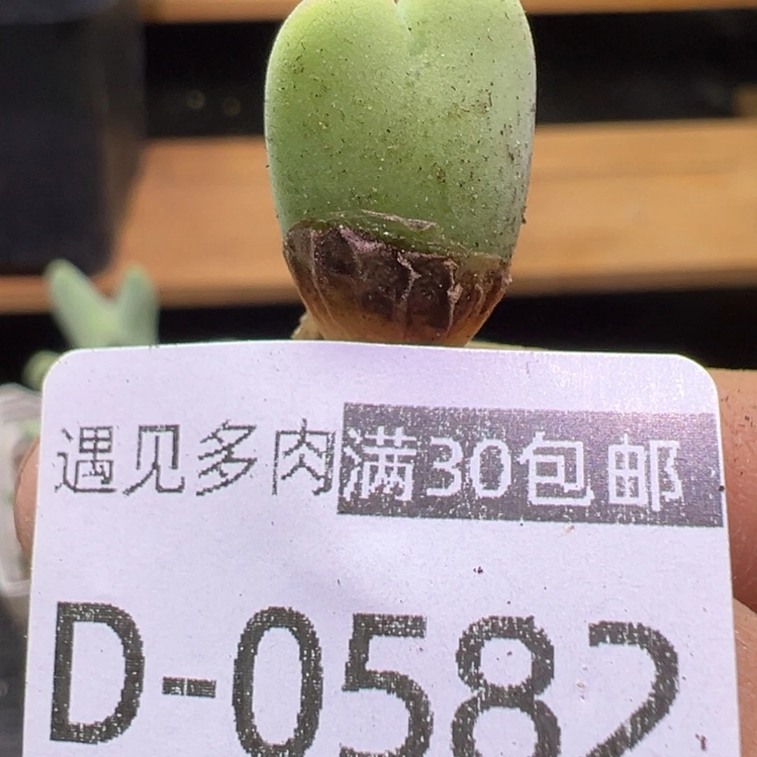 多肉植物1111111111