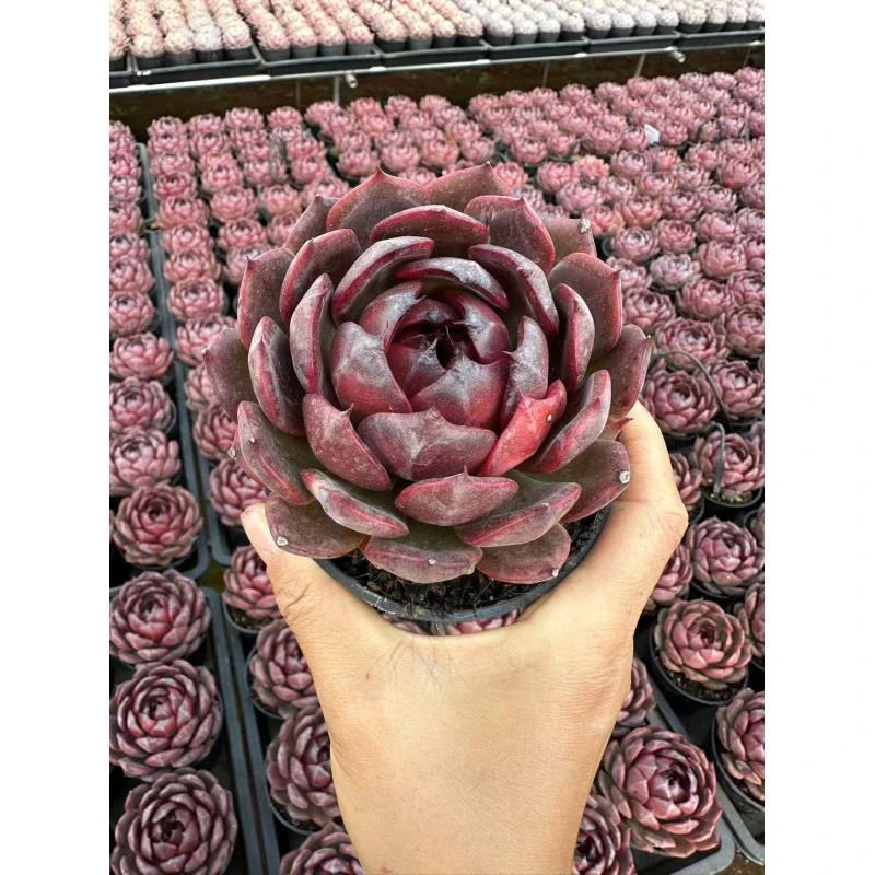 10#玄枫多肉植物 前男友精品多肉  SM0818